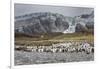 King penguin rookery on Gold Harbor. South Georgia Islands.-Tom Norring-Framed Photographic Print