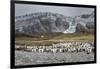 King penguin rookery on Gold Harbor. South Georgia Islands.-Tom Norring-Framed Photographic Print