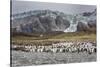 King penguin rookery on Gold Harbor. South Georgia Islands.-Tom Norring-Stretched Canvas