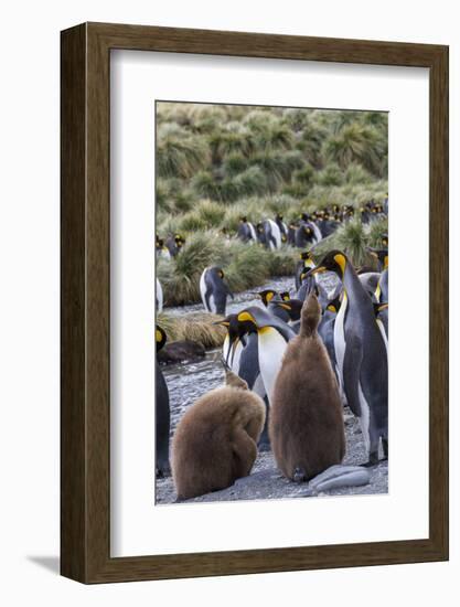 King penguin rookery on Gold Harbor. South Georgia Islands.-Tom Norring-Framed Photographic Print