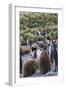 King penguin rookery on Gold Harbor. South Georgia Islands.-Tom Norring-Framed Photographic Print