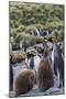 King penguin rookery on Gold Harbor. South Georgia Islands.-Tom Norring-Mounted Photographic Print