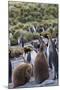 King penguin rookery on Gold Harbor. South Georgia Islands.-Tom Norring-Mounted Photographic Print