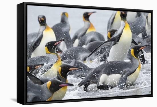 King Penguin rookery on Salisbury Plain in the Bay of Isles. South Georgia Island-Martin Zwick-Framed Stretched Canvas