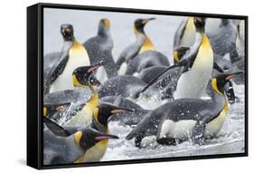 King Penguin rookery on Salisbury Plain in the Bay of Isles. South Georgia Island-Martin Zwick-Framed Stretched Canvas