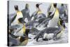 King Penguin rookery on Salisbury Plain in the Bay of Isles. South Georgia Island-Martin Zwick-Stretched Canvas