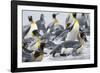 King Penguin rookery on Salisbury Plain in the Bay of Isles. South Georgia Island-Martin Zwick-Framed Photographic Print