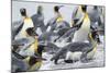 King Penguin rookery on Salisbury Plain in the Bay of Isles. South Georgia Island-Martin Zwick-Mounted Photographic Print