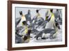 King Penguin rookery on Salisbury Plain in the Bay of Isles. South Georgia Island-Martin Zwick-Framed Photographic Print