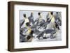 King Penguin rookery on Salisbury Plain in the Bay of Isles. South Georgia Island-Martin Zwick-Framed Photographic Print