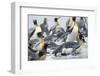 King Penguin rookery on Salisbury Plain in the Bay of Isles. South Georgia Island-Martin Zwick-Framed Photographic Print