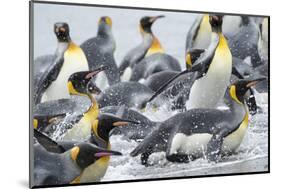 King Penguin rookery on Salisbury Plain in the Bay of Isles. South Georgia Island-Martin Zwick-Mounted Photographic Print