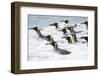 King Penguin rookery on Salisbury Plain in the Bay of Isles. South Georgia Island-Martin Zwick-Framed Photographic Print