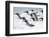 King Penguin rookery on Salisbury Plain in the Bay of Isles. South Georgia Island-Martin Zwick-Framed Photographic Print