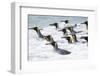 King Penguin rookery on Salisbury Plain in the Bay of Isles. South Georgia Island-Martin Zwick-Framed Photographic Print