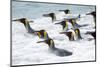 King Penguin rookery on Salisbury Plain in the Bay of Isles. South Georgia Island-Martin Zwick-Mounted Photographic Print