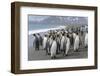 King Penguin rookery on Salisbury Plain in the Bay of Isles. South Georgia Island-Martin Zwick-Framed Photographic Print