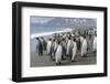 King Penguin rookery on Salisbury Plain in the Bay of Isles. South Georgia Island-Martin Zwick-Framed Photographic Print