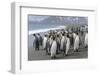 King Penguin rookery on Salisbury Plain in the Bay of Isles. South Georgia Island-Martin Zwick-Framed Photographic Print