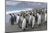 King Penguin rookery on Salisbury Plain in the Bay of Isles. South Georgia Island-Martin Zwick-Mounted Photographic Print