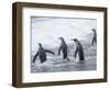 King Penguin rookery on Salisbury Plain in the Bay of Isles. South Georgia Island-Martin Zwick-Framed Photographic Print