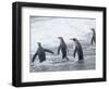 King Penguin rookery on Salisbury Plain in the Bay of Isles. South Georgia Island-Martin Zwick-Framed Photographic Print