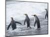 King Penguin rookery on Salisbury Plain in the Bay of Isles. South Georgia Island-Martin Zwick-Mounted Photographic Print