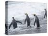 King Penguin rookery on Salisbury Plain in the Bay of Isles. South Georgia Island-Martin Zwick-Stretched Canvas