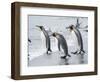 King Penguin rookery on Salisbury Plain in the Bay of Isles. South Georgia Island-Martin Zwick-Framed Photographic Print