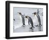 King Penguin rookery on Salisbury Plain in the Bay of Isles. South Georgia Island-Martin Zwick-Framed Photographic Print