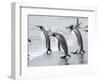 King Penguin rookery on Salisbury Plain in the Bay of Isles. South Georgia Island-Martin Zwick-Framed Photographic Print