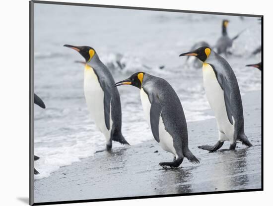 King Penguin rookery on Salisbury Plain in the Bay of Isles. South Georgia Island-Martin Zwick-Mounted Photographic Print