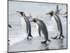 King Penguin rookery on Salisbury Plain in the Bay of Isles. South Georgia Island-Martin Zwick-Mounted Photographic Print