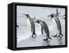 King Penguin rookery on Salisbury Plain in the Bay of Isles. South Georgia Island-Martin Zwick-Framed Stretched Canvas