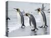 King Penguin rookery on Salisbury Plain in the Bay of Isles. South Georgia Island-Martin Zwick-Stretched Canvas