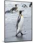 King Penguin rookery on Salisbury Plain in the Bay of Isles. South Georgia Island-Martin Zwick-Mounted Photographic Print