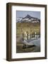 King penguin rookery. St. Andrews Bay, South Georgia Islands.-Tom Norring-Framed Photographic Print