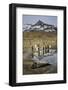 King penguin rookery. St. Andrews Bay, South Georgia Islands.-Tom Norring-Framed Photographic Print