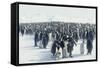 King Penguin Rookery-DLILLC-Framed Stretched Canvas