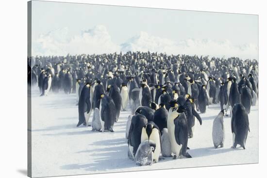 King Penguin Rookery-DLILLC-Stretched Canvas