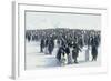 King Penguin Rookery-DLILLC-Framed Photographic Print