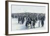 King Penguin Rookery-DLILLC-Framed Photographic Print