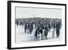 King Penguin Rookery-DLILLC-Framed Photographic Print