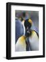 King Penguin Scratching Another Penguin's Neck-DLILLC-Framed Photographic Print