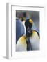 King Penguin Scratching Another Penguin's Neck-DLILLC-Framed Photographic Print