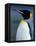 King Penguin, South Georgia Island, Antarctica-Art Wolfe-Framed Stretched Canvas