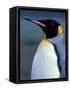 King Penguin, South Georgia Island, Antarctica-Art Wolfe-Framed Stretched Canvas