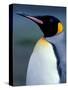 King Penguin, South Georgia Island, Antarctica-Art Wolfe-Stretched Canvas