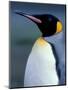 King Penguin, South Georgia Island, Antarctica-Art Wolfe-Mounted Photographic Print