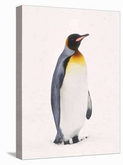 King Penguin, South Georgia Island-Lynn M^ Stone-Stretched Canvas